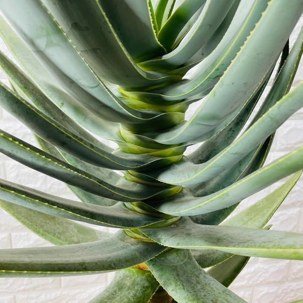 最終値下げ！アロエ　ディコトマ Amazon｜観葉植物 アロエ ディコトマ 多肉植物 aloe たかろかい
